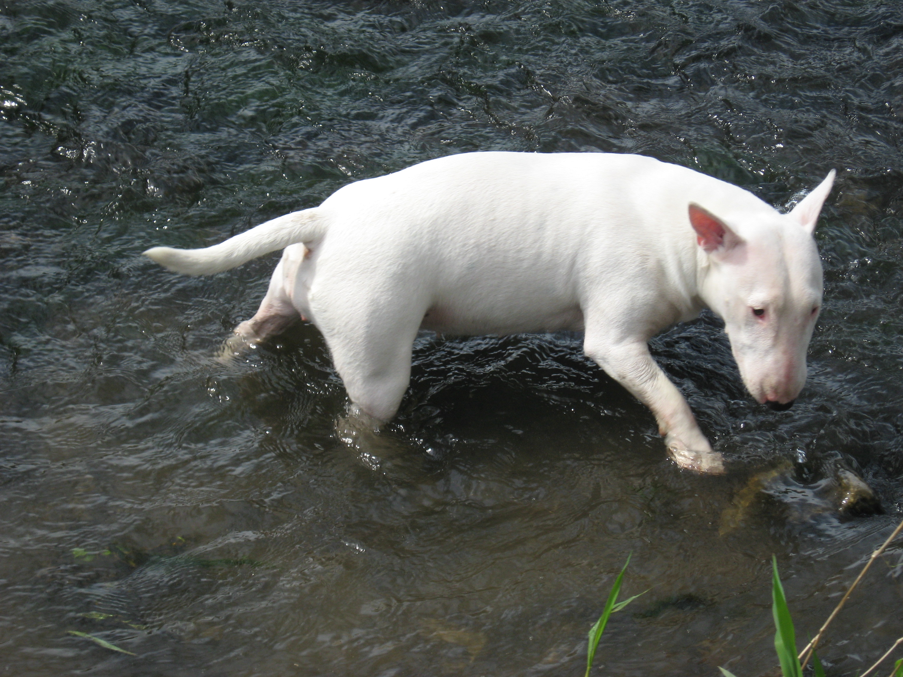 Miniatur Bullterrier durchquert das Wasser