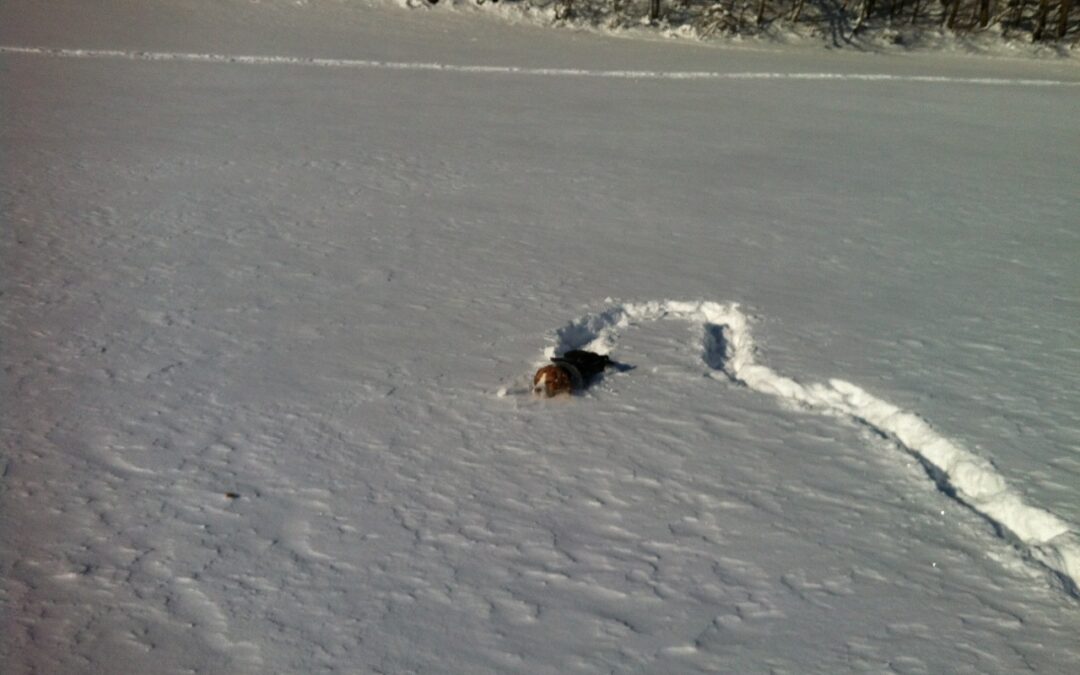 mit Jaghunden im Schnee jagen "üben"