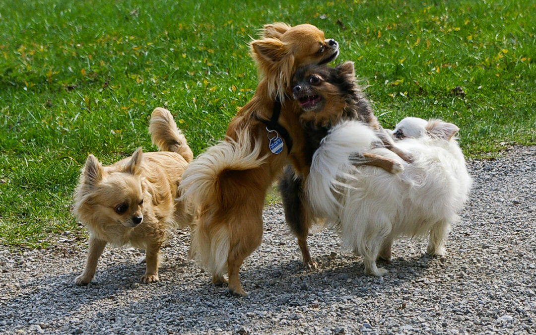 vier Chihuahuas auf einem Gartenweg
