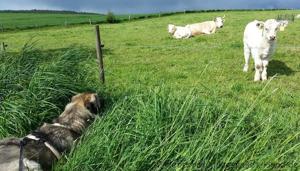 Laika bei "ihren" Kühen