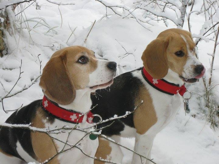 frohes neues Hundejahr
