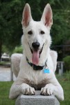 Schäferhund lächelt, wohl kein Fall für die Haftpflichtversicherung