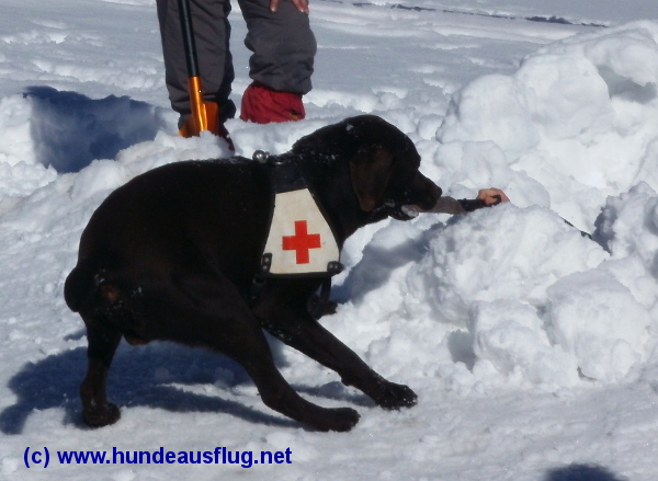 Hund rettet aus dem Schnee