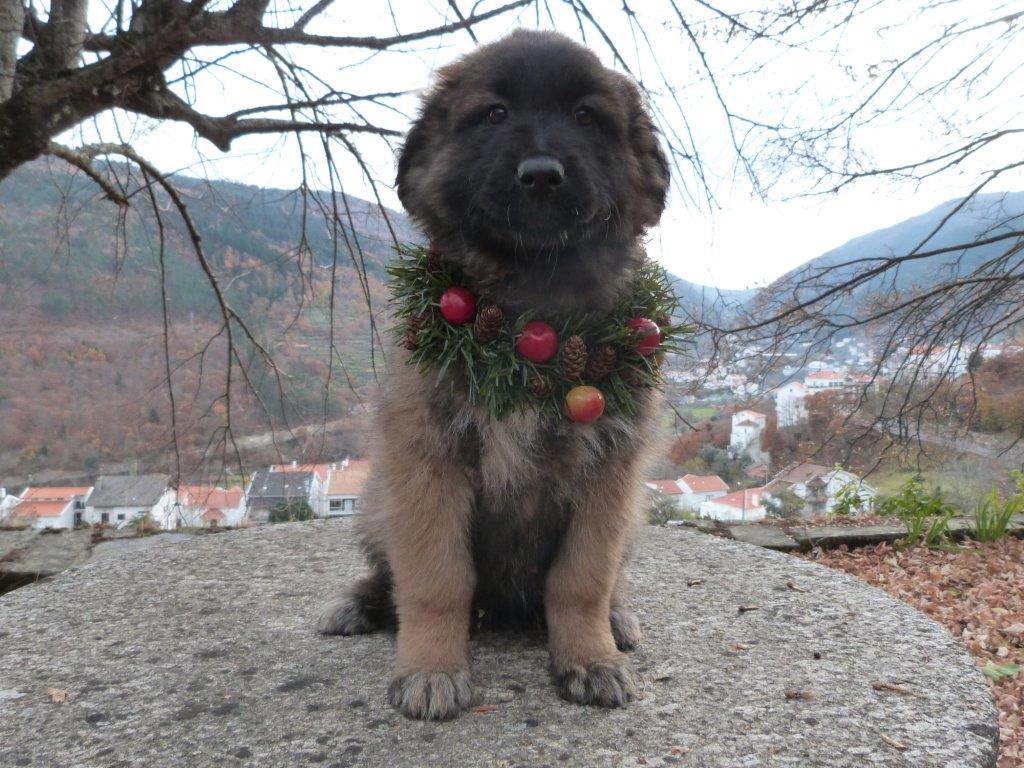 Hund in Portugal - Natal 2013