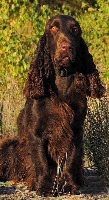 Der Field Spaniel im Portrait - Issn' Rüde! - Hunde News & Dogstyle