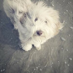 Buchtipp: „Julchen und das wilde Meer“ – Hundestories von der Nordsee