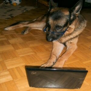 Nico, der erste bloggende Schäferhund der Welt