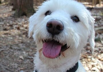 Der Schnoodle im Portrait