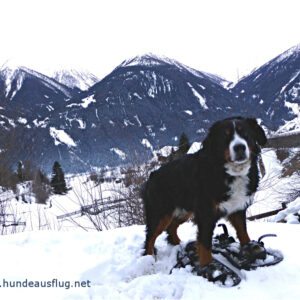 Winterliches Hundewandererlebnis – vier „Bigfoots“ und vier Hundepfoten in den Osttiroler Bergen