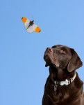 Dog, Butterfly, Blue Sky, Labrador