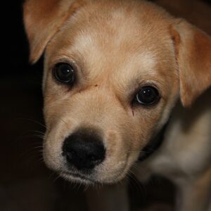 Der Labrador Retriever - ein Kurzportrait