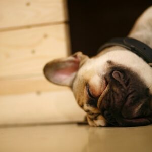 französische Bulldogge Bex sleeping