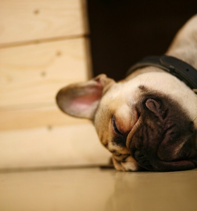 französische Bulldogge Bex sleeping