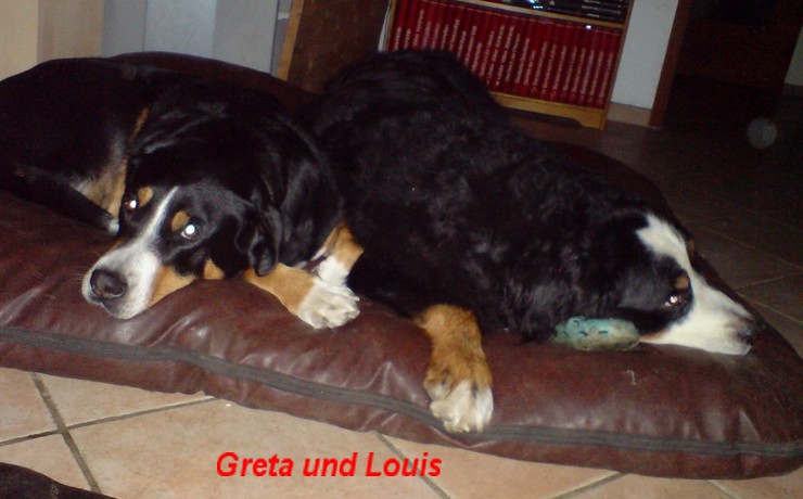 Bild8 Hunde Greta und Louis auf ihrem Kissen
