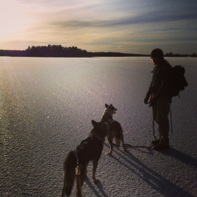 Huskies am gefrorenen See