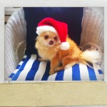 Chihuahua Rüde Sammy verkleidet sich