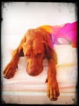 Viszla Hündin Stella faul auf dem Bett