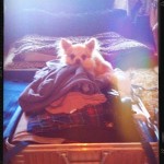 Chihuahua Rüde Sammy im Koffer