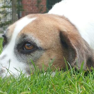 Beagle Peppi im Garten