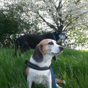 Beagle Peppi und Odin