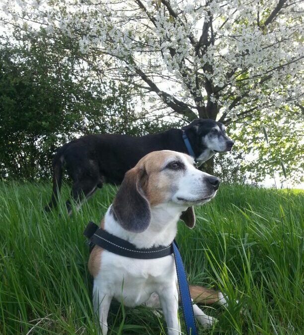 Beagle Peppi und Odin