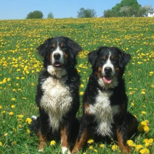 Berner Sennenhunde Senta und Augusta von Wiesmadern auf der Blumenwiese
