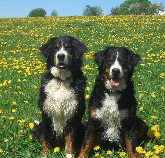 Berner Sennenhunde Senta und Augusta von Wiesmadern auf der Blumenwiese