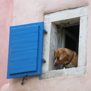 Dog, Window, Funny