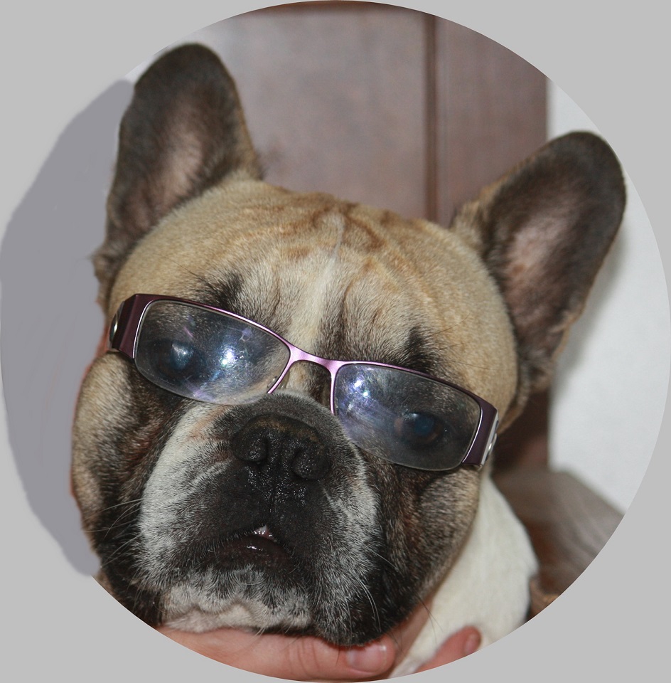 französische Bulldogge mit Brille