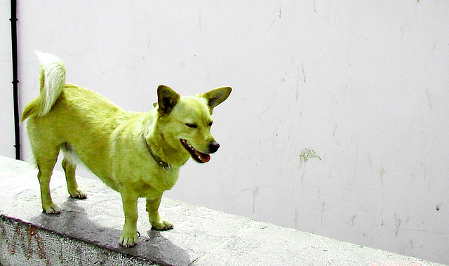 grüner Hund