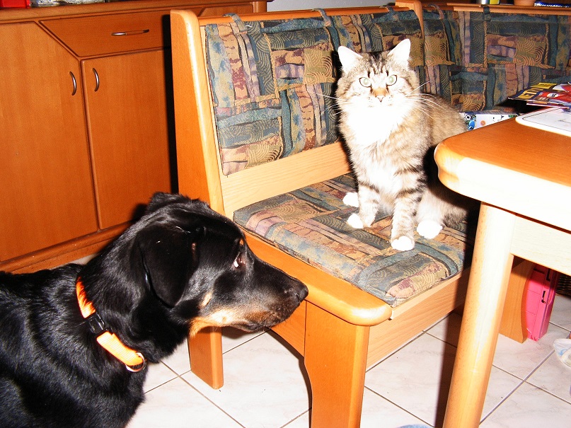 Hund vs Katze - wer ist hier der Boss?