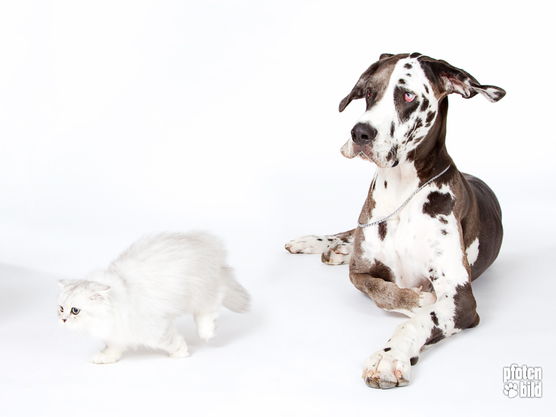 Hundefotografie - professionelles Hunde- und Katzenfoto