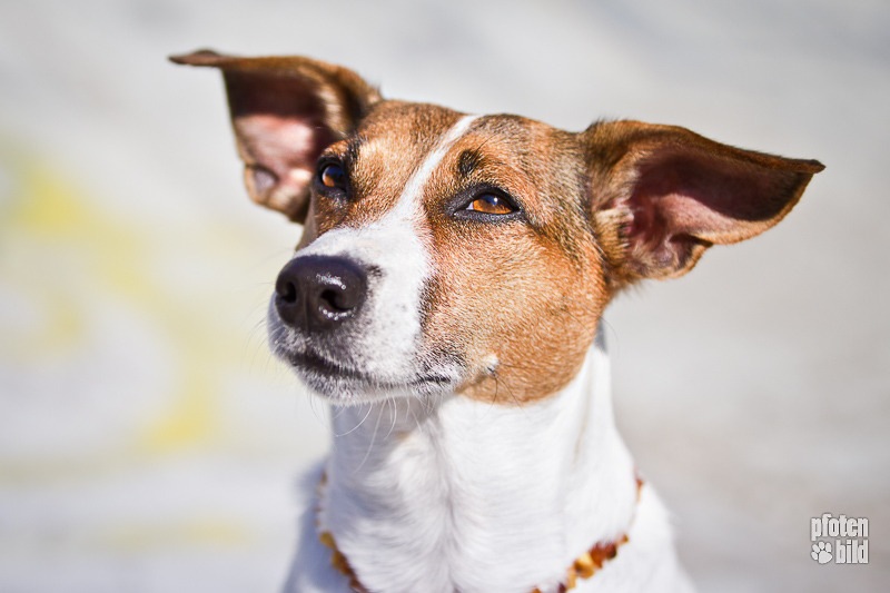 Hundefotografie – Tipps vom Profi