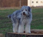 bergamasker hirtenhund auf dem baumstamm