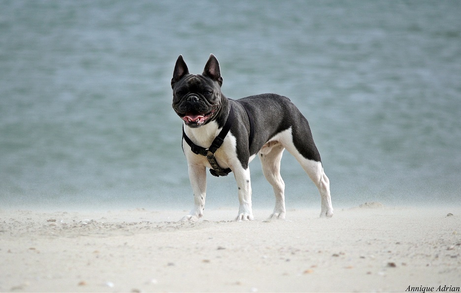 französische bulldogge am strand