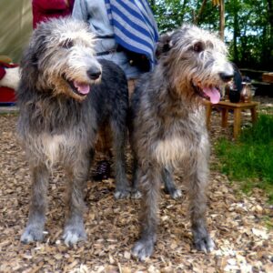 Irish Wolfhound - ein Schoßhund für die ganze Familie
