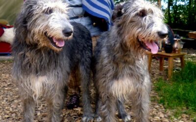 Irish Wolfhound – ein Schoßhund für die ganze Familie