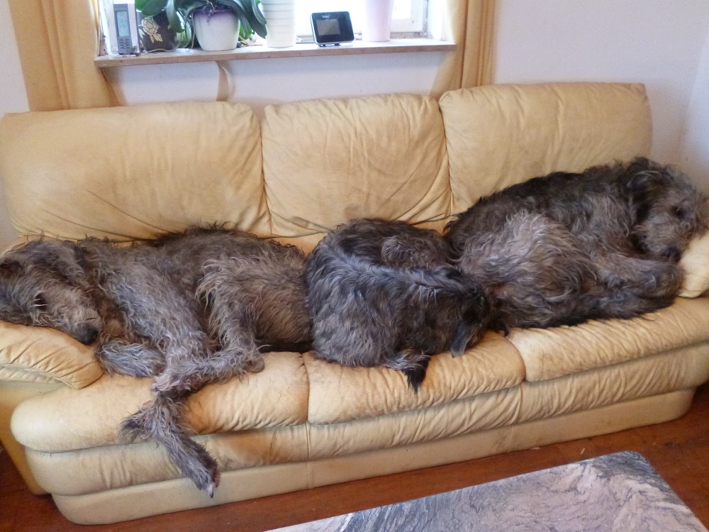 Irish Wolfshound - müde wölfe auf der couch