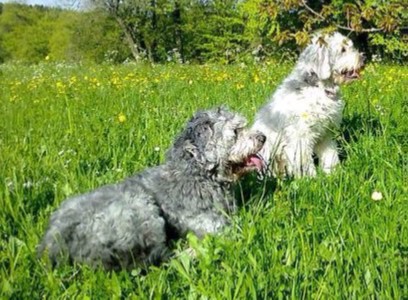 zwei bergamasker hirtenhund im gras