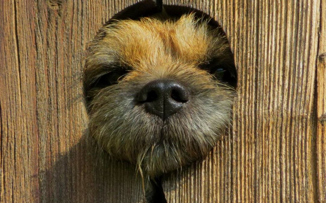Border-Terrier von Warnberg (18) guckt durch die Tür