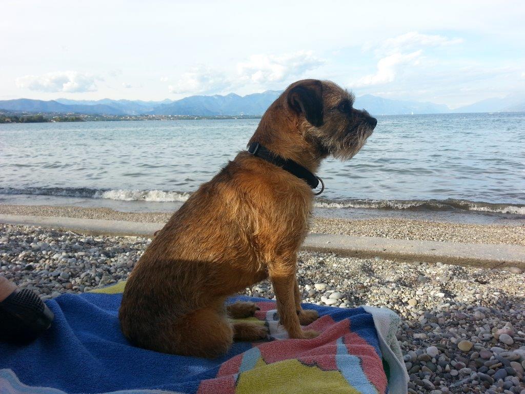 Border-Terrier von Warnberg am Strand (6)