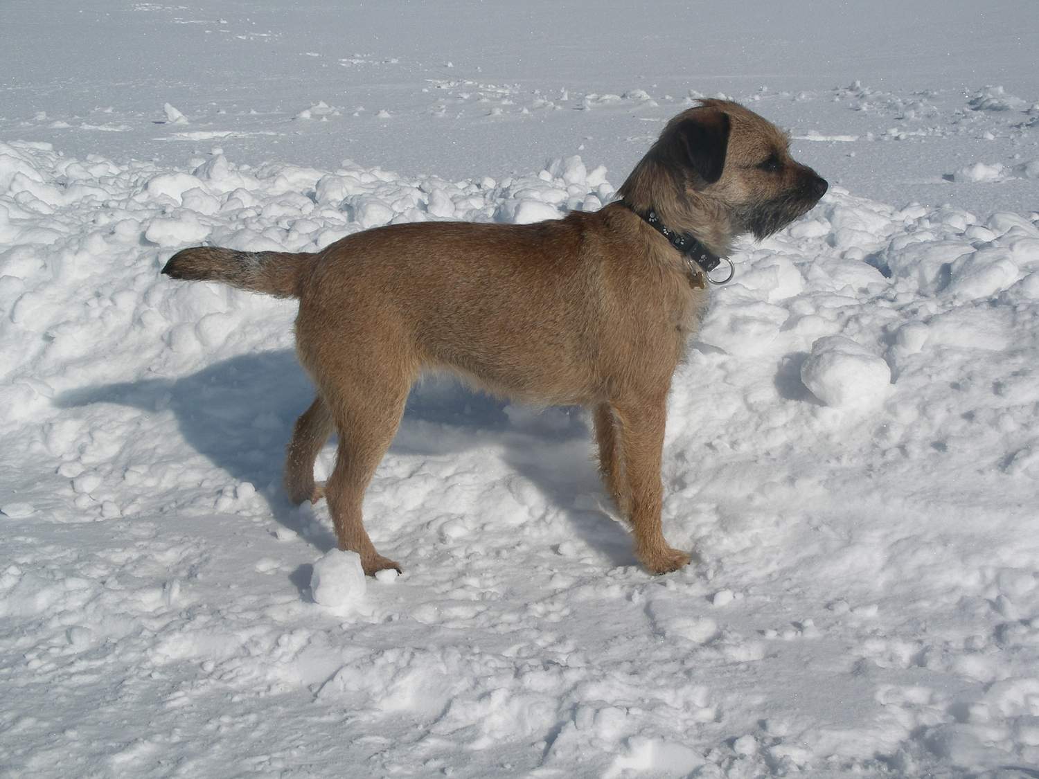 Border-Terrier von Warnberg im Schnee (9)