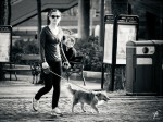 Stadt Hund