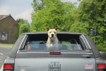 Hund im Sommer