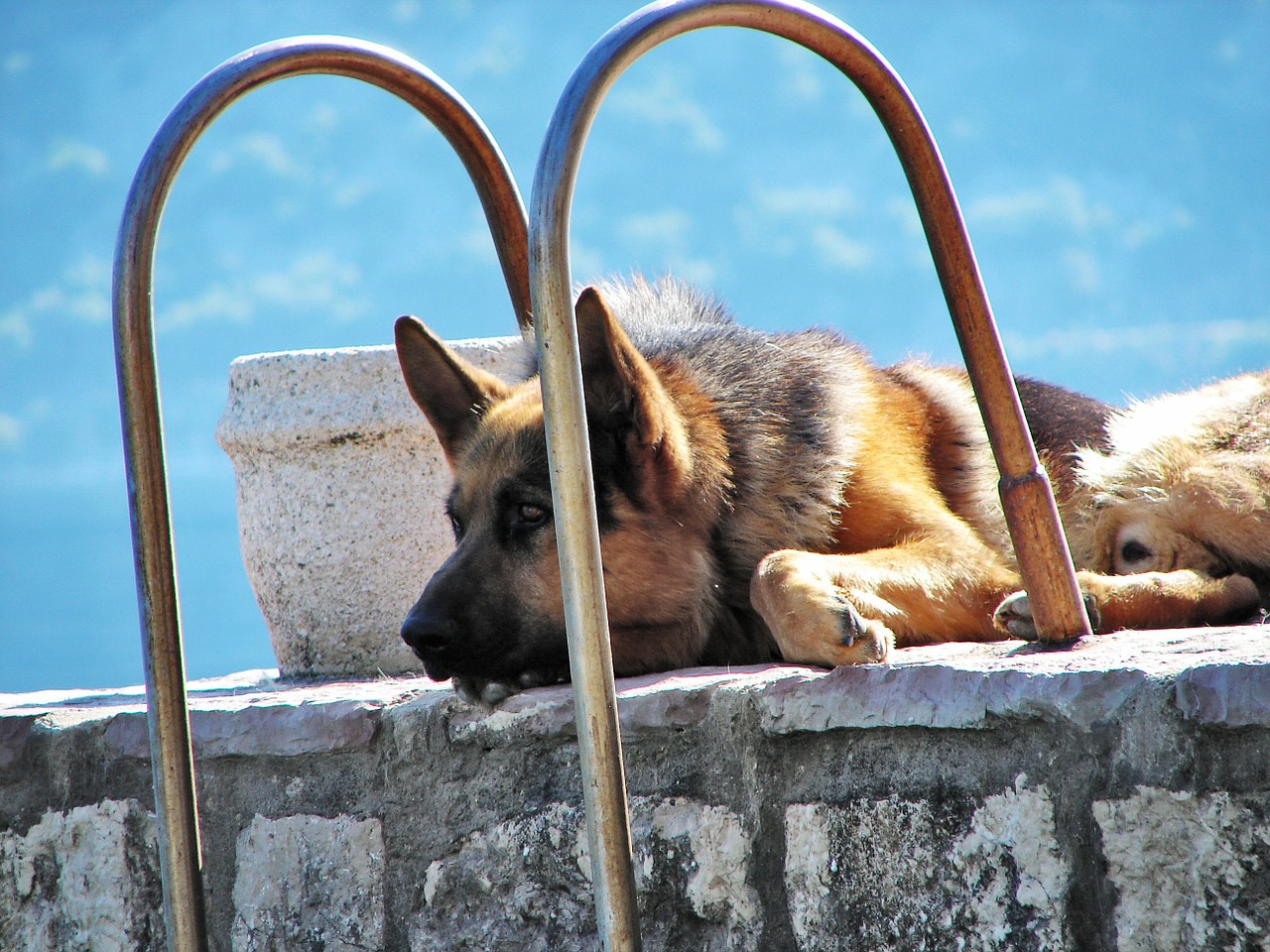 Hitzeschlag beim Hund Issn� Rüde!