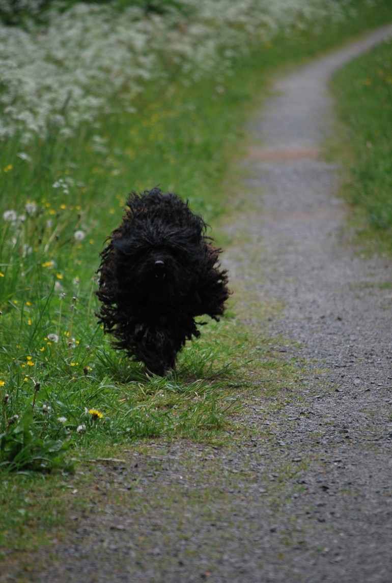 Der Puli Hund der Hütehund der ungarische Schäfer Issn� Rüde