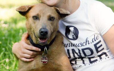 „Leinentausch“ – Hundesitter & Hunde-Unterkunft per Mausklick