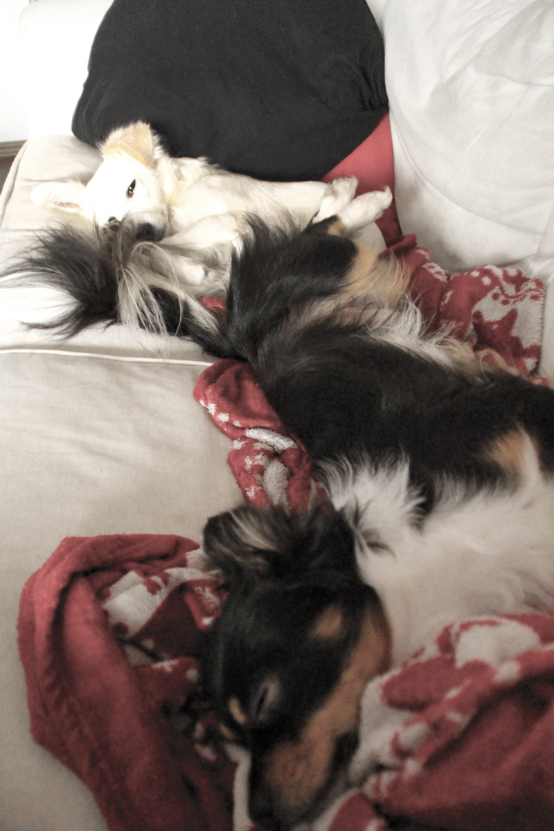 Regentage verbringen Hunde am liebsten auf dem Bett