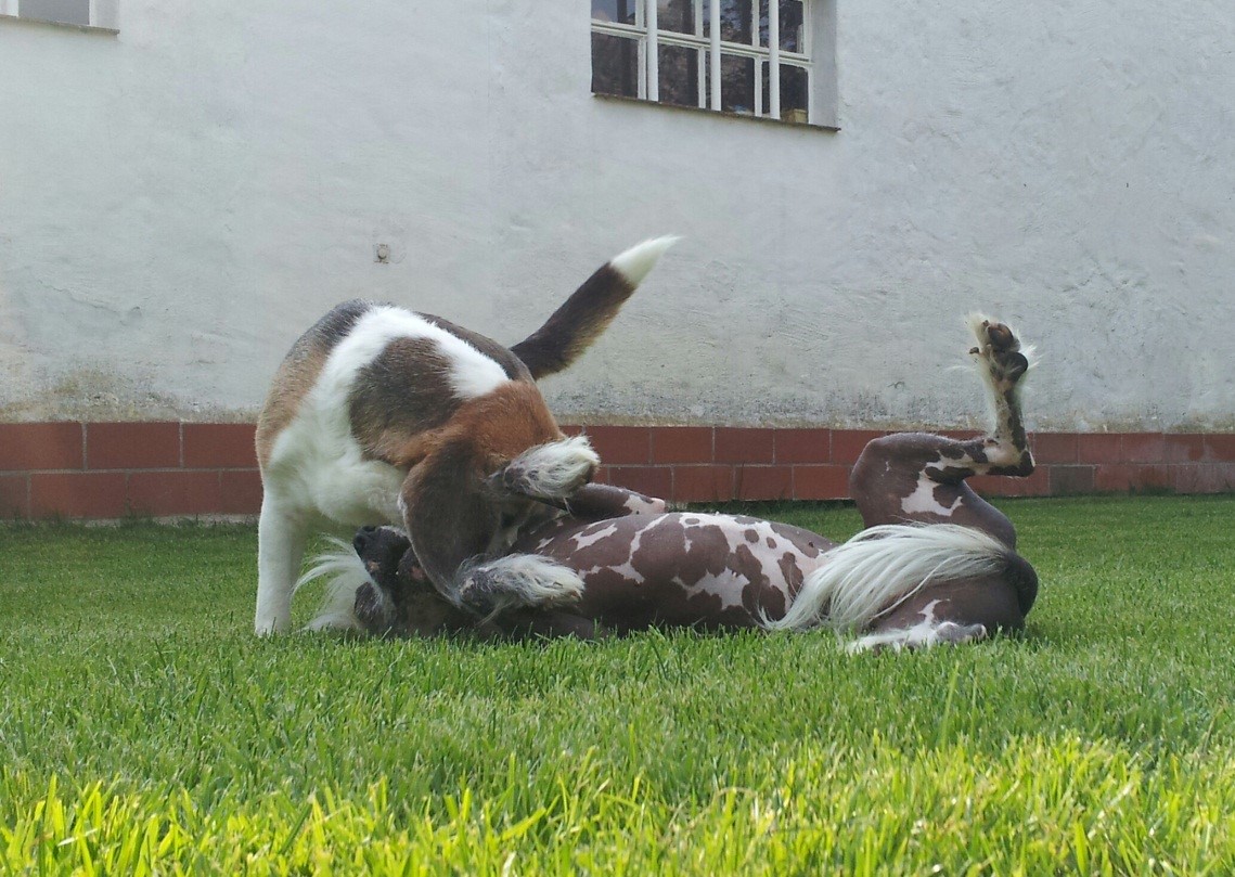 peppi spielt mit anderem hund