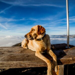 Der Berg ruft: Was ihr beim Wandern mit Hund beachten solltet 